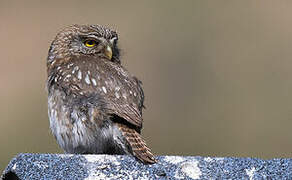 Austral Pygmy Owl