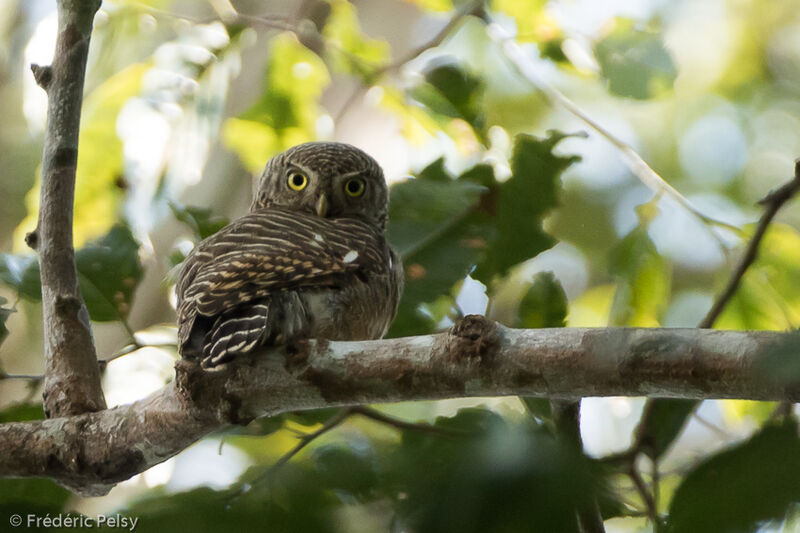 Asian Barred Owletadult, identification