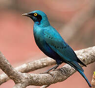 Greater Blue-eared Starling