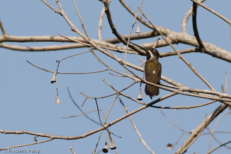 Colibri corinne mâle adulte