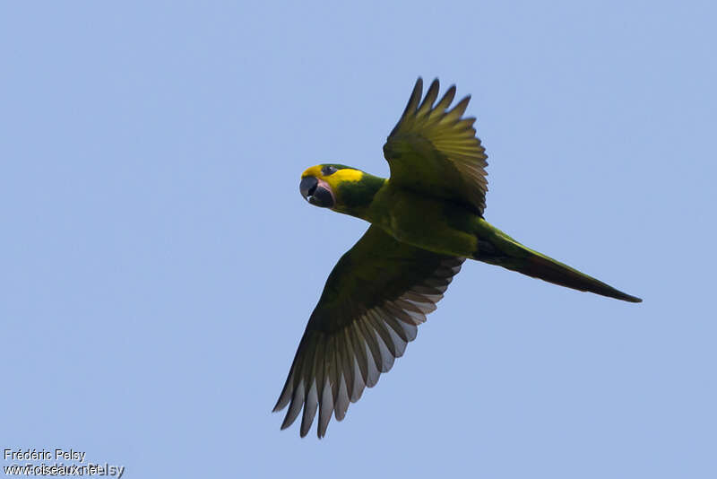 Yellow-eared Parrotadult, Flight
