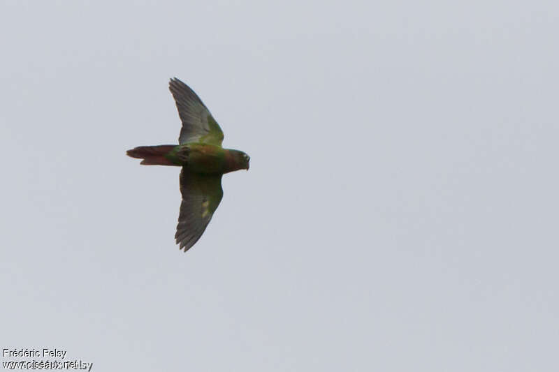 Flame-winged Parakeet, pigmentation, Flight