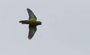 Flame-winged Parakeet