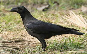 Eastern Jungle Crow
