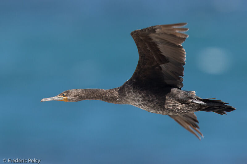 Cape Cormorantimmature, Flight