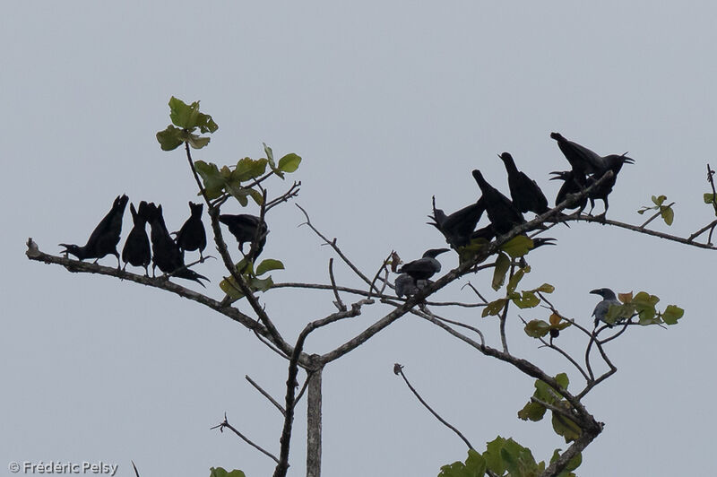 Long-billed Crow, Behaviour