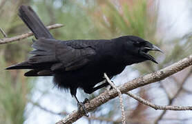 Hispaniolan Palm Crow