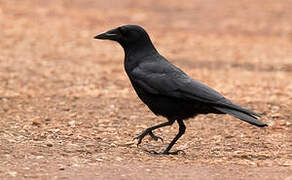 Hispaniolan Palm Crow