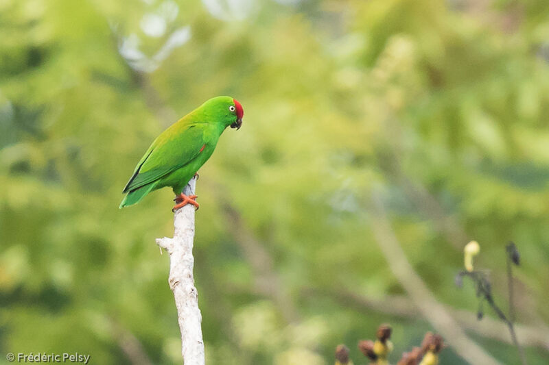 Great Hanging Parrot male adult