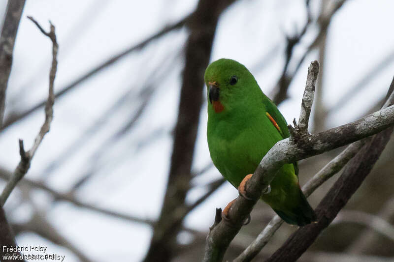 Moluccan Hanging Parrot female adult, identification
