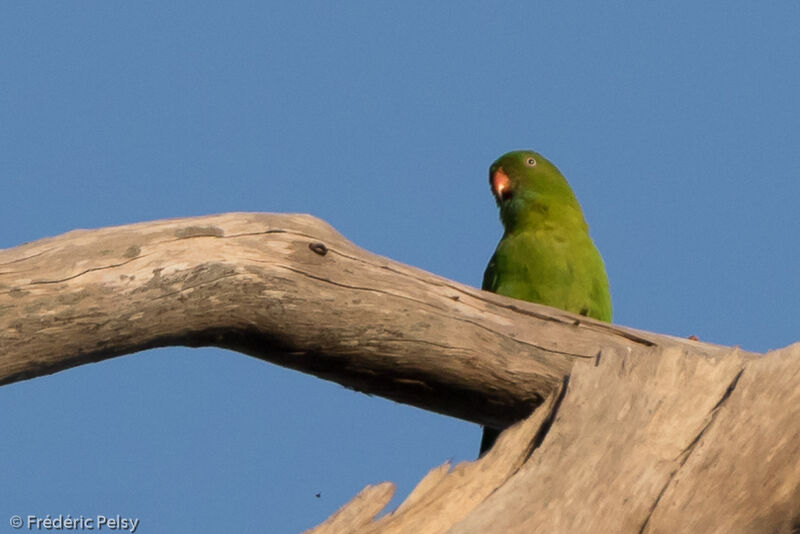 Vernal Hanging Parrot, identification