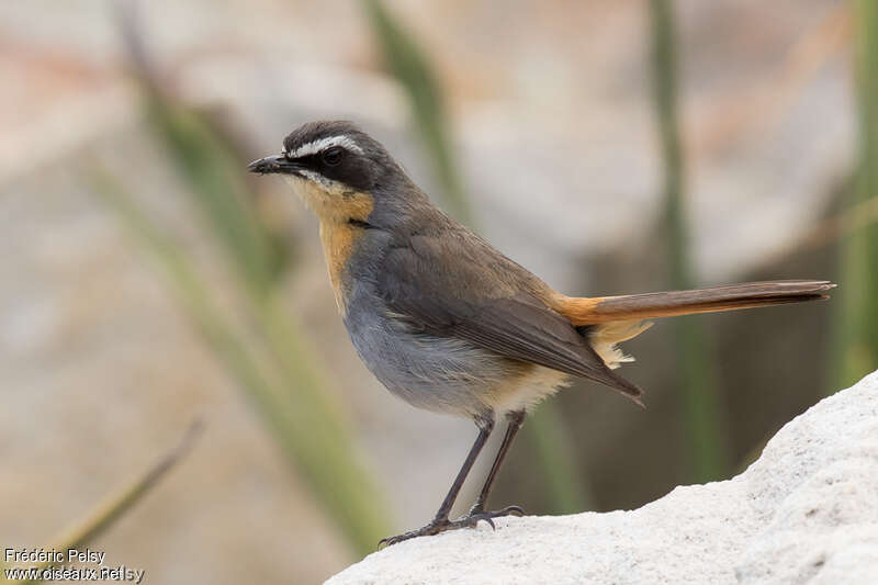 Cape Robin-Chatadult, identification