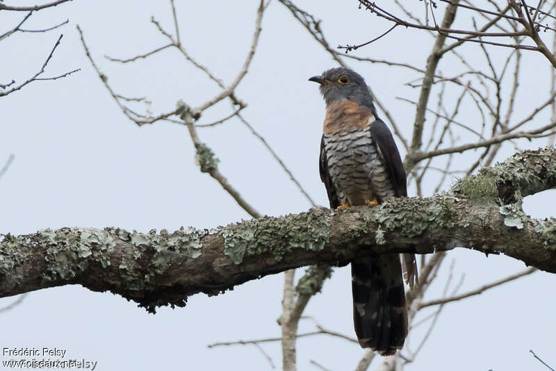 Red-chested Cuckoo male adult, identification