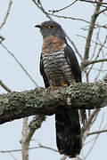 Red-chested Cuckoo