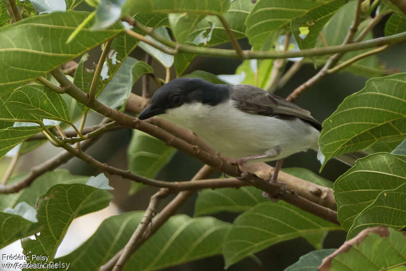 Pink-footed Puffback, identification