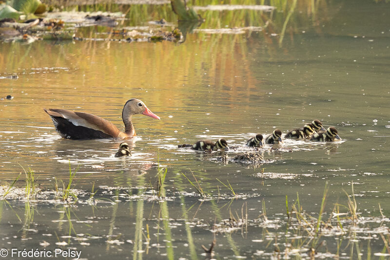 Black-bellied Whistling Duck, Reproduction-nesting