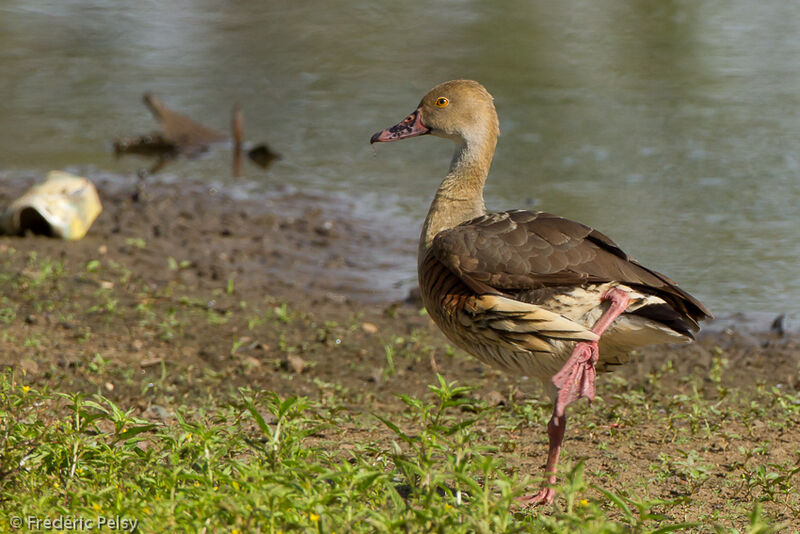Plumed Whistling Duckadult