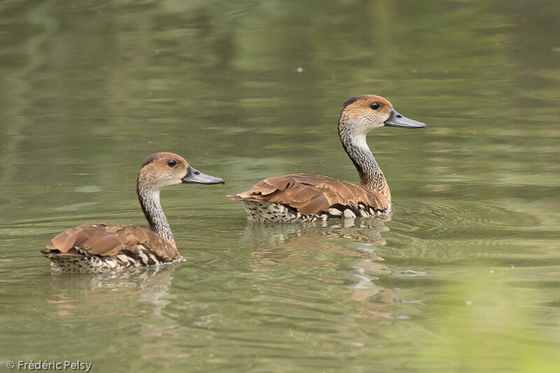 West Indian Whistling Duckadult