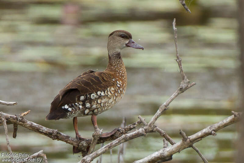 Spotted Whistling Duckadult, identification