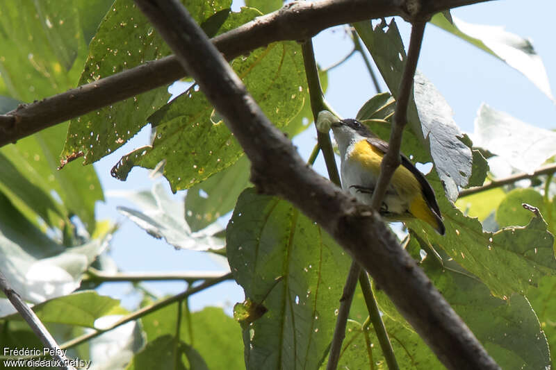 Yellow-sided Flowerpeckeradult, eats