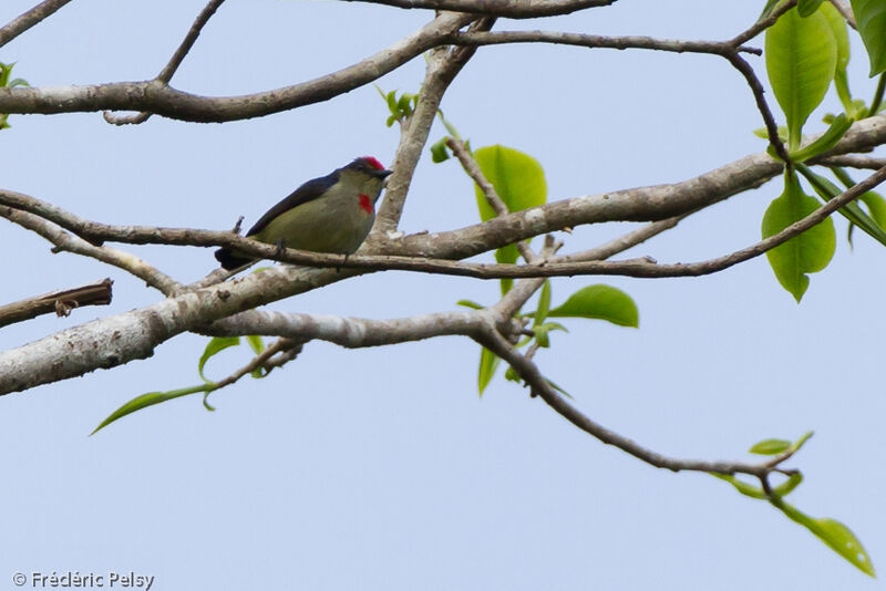 Red-capped Flowerpecker male adult