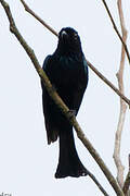 Hair-crested Drongo