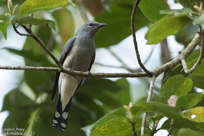 Black-winged Cuckooshrike female adult, identification
