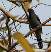 Black-winged Cuckooshrike