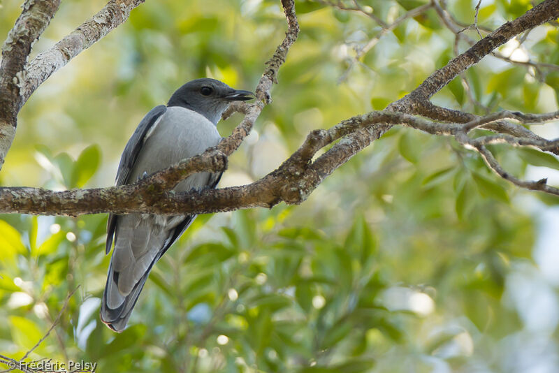 Madagascan Cuckooshrikeadult
