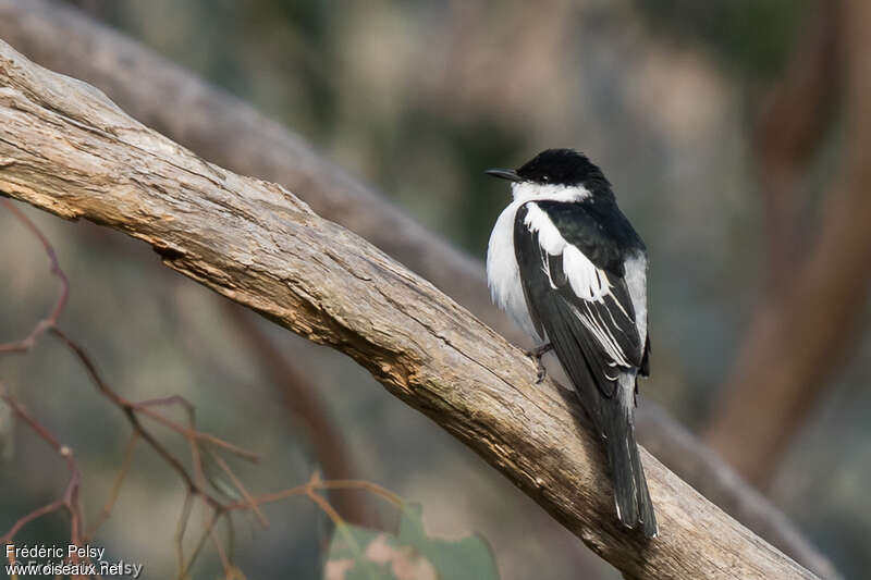 White-winged Triller male adult, identification