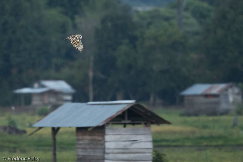 Eastern Grass Owl, Flight