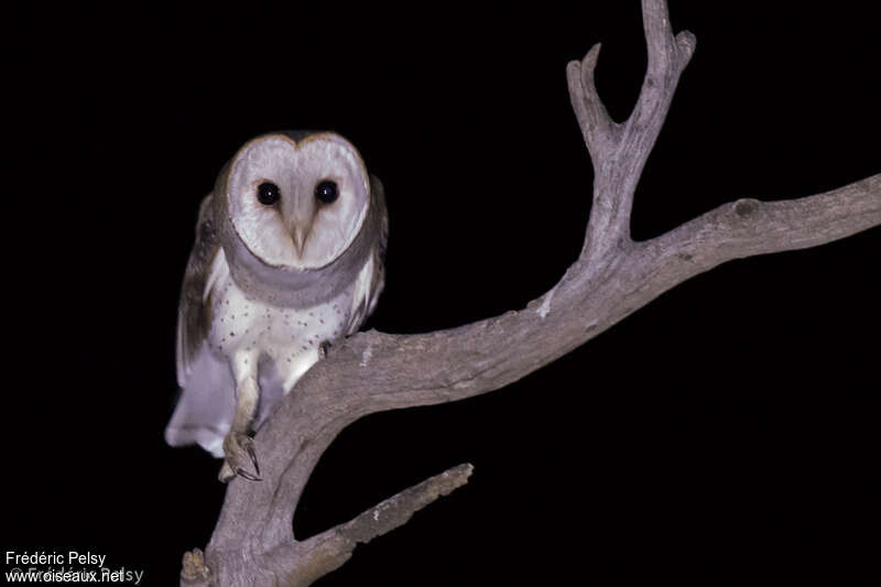 Eastern Barn Owl (interposita)