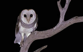 Eastern Barn Owl (interposita)