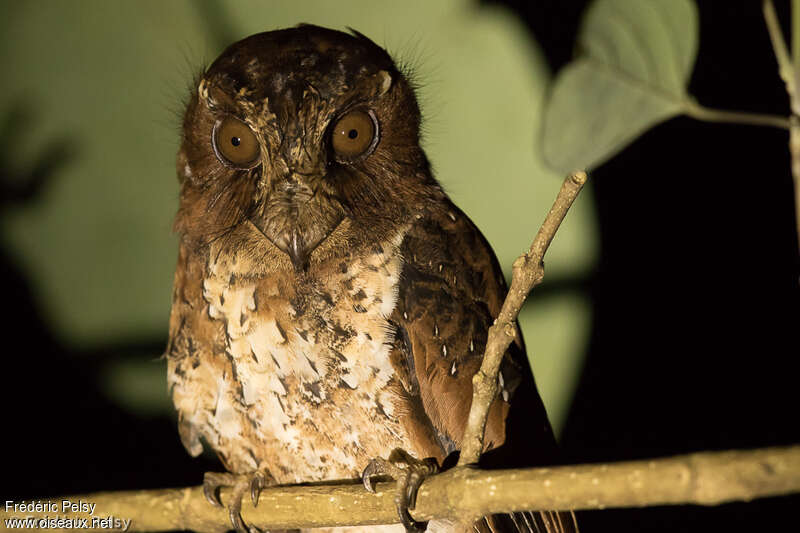 Moluccan Owlet-nightjar, close-up portrait
