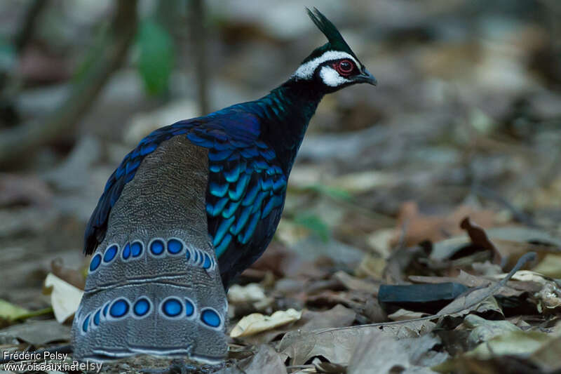 Palawan Peacock-Pheasant male adult, identification