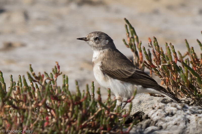 White-fronted Chat female