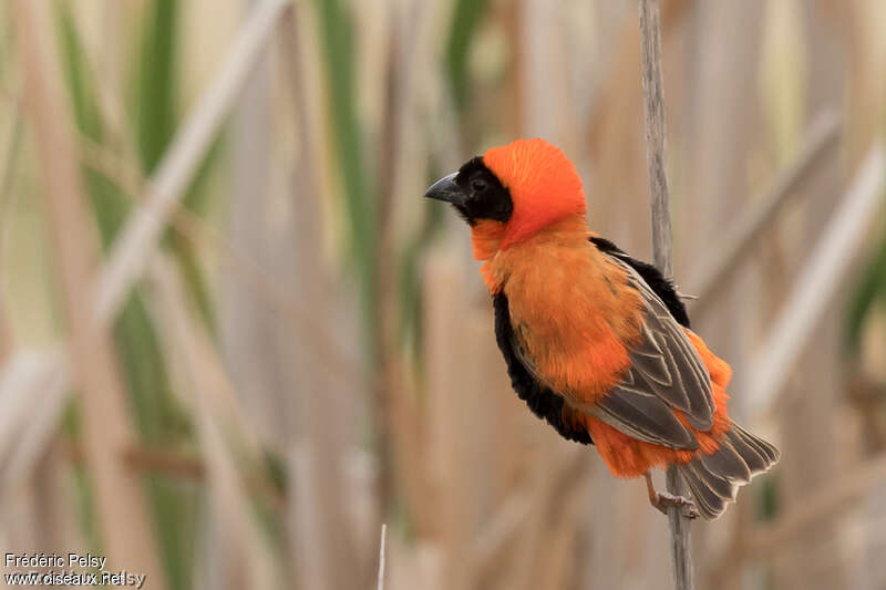 Southern Red Bishop male adult, aspect, pigmentation, courting display
