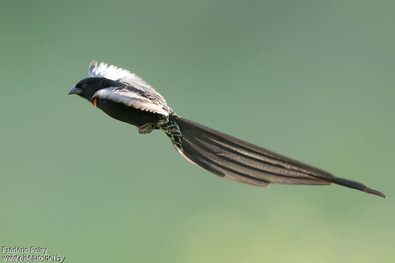 Red-collared Widowbird male adult, Flight