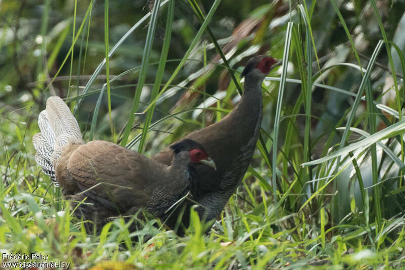 Silver Pheasant female, habitat, pigmentation