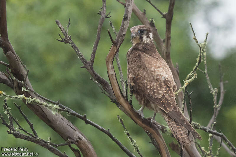 Brown Falcon, Behaviour