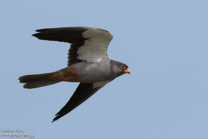 Amur Falcon male adult breeding, pigmentation, Flight