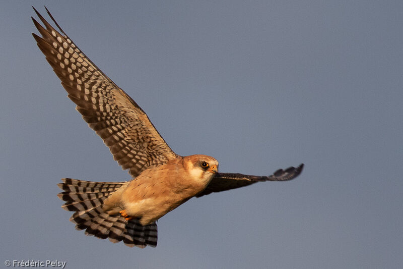 Red-footed Falcon female adult, Flight
