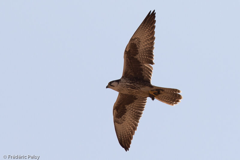 Laggar Falcon, Flight, fishing/hunting