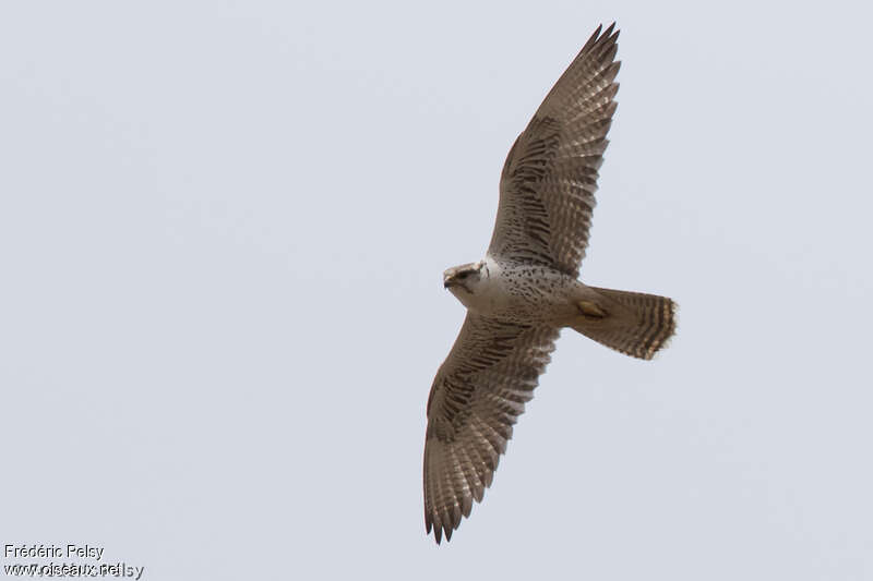 Saker Falcon female adult, Flight