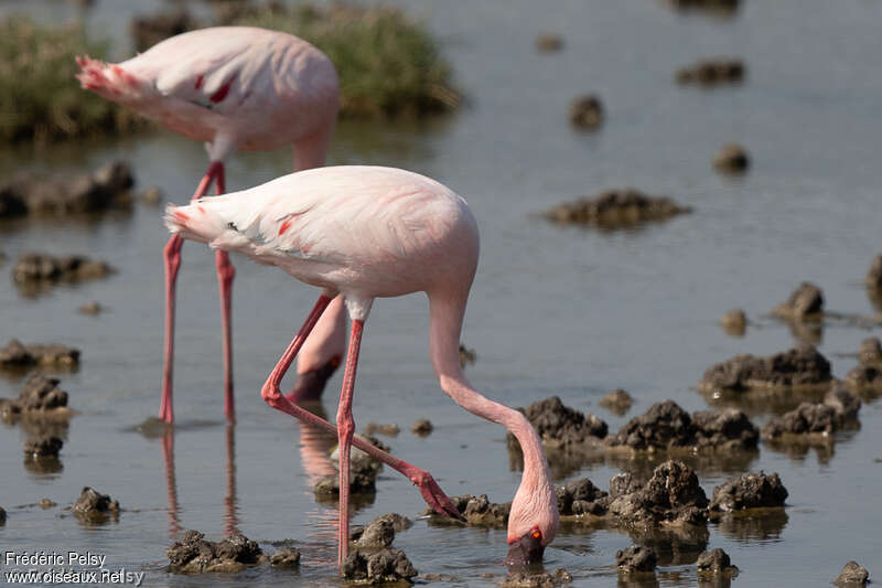 Lesser Flamingoadult, fishing/hunting