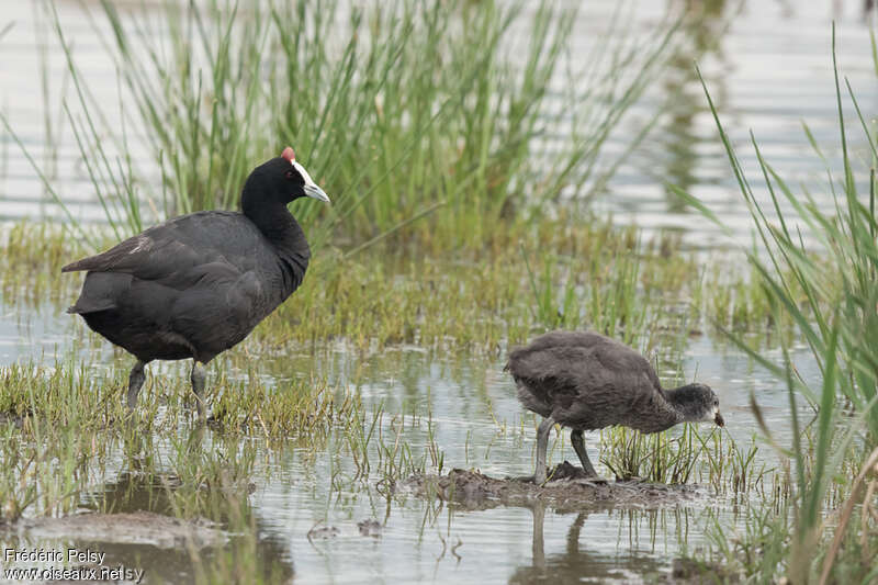 Red-knobbed Coot, pigmentation, Reproduction-nesting
