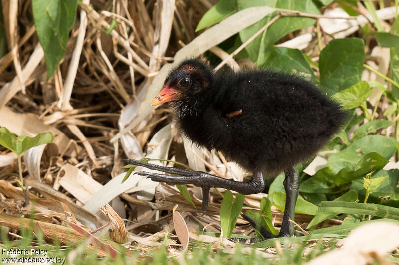 Gallinule sombrePoussin, identification