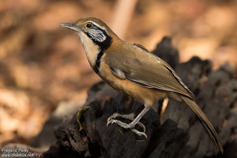 Greater Necklaced Laughingthrush, identification