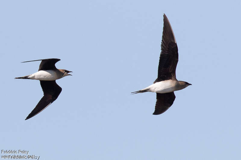 Black-winged Pratincoleadult breeding, Flight