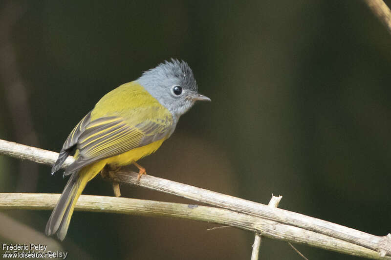 Grey-headed Canary-flycatcheradult, identification